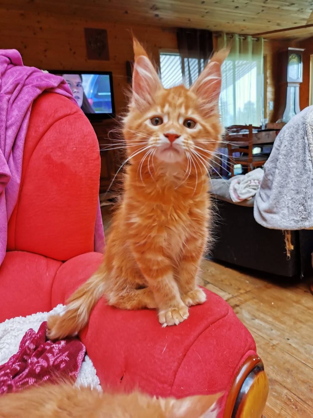 La-chatterie-de-la-plaine-de-nay-Benejacq3