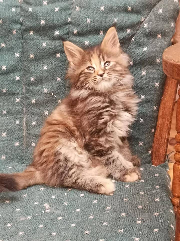 La-chatterie-de-la-plaine-de-nay-Benejacq5