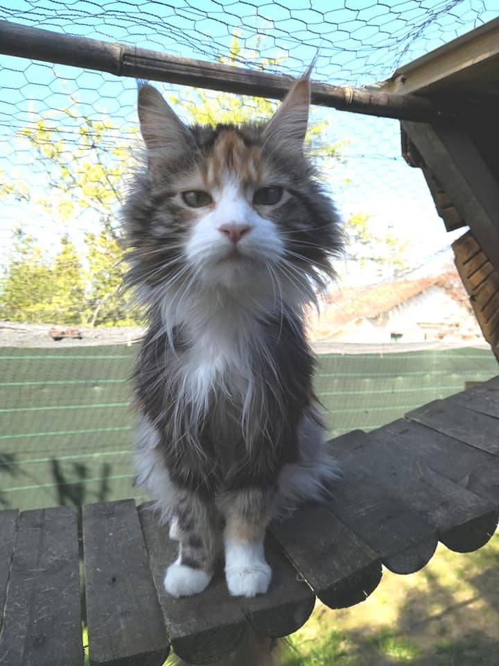 La-chatterie-de-la-plaine-de-nay-Benejacq7