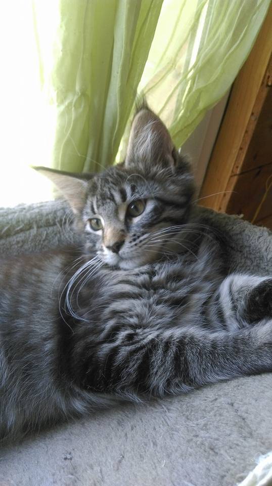 La-chatterie-de-la-plaine-de-nay-Benejacq9