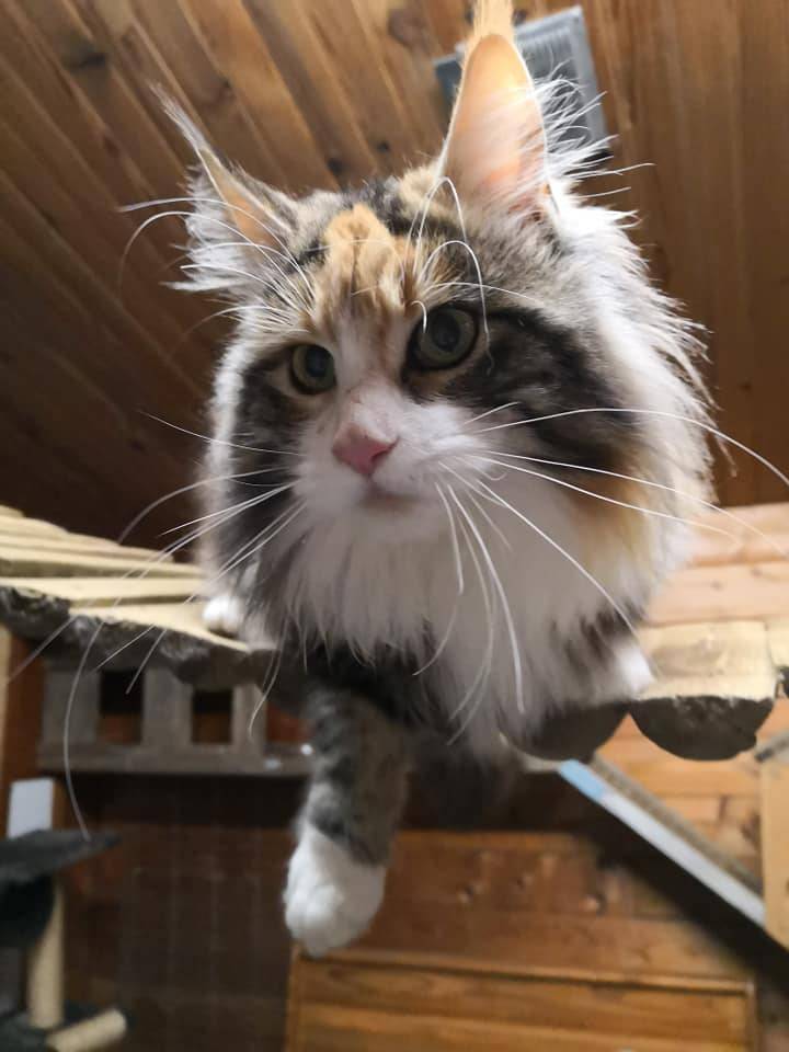 La-chatterie-de-la-plaine-de-nay-Benejacq11