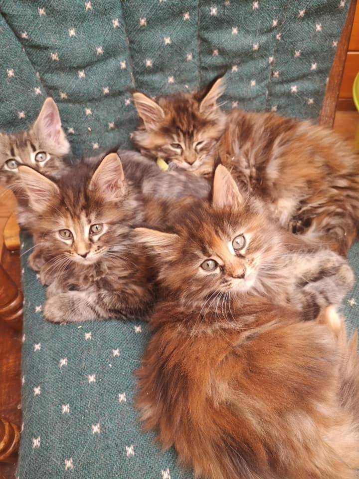 La-chatterie-de-la-plaine-de-nay-Benejacq7