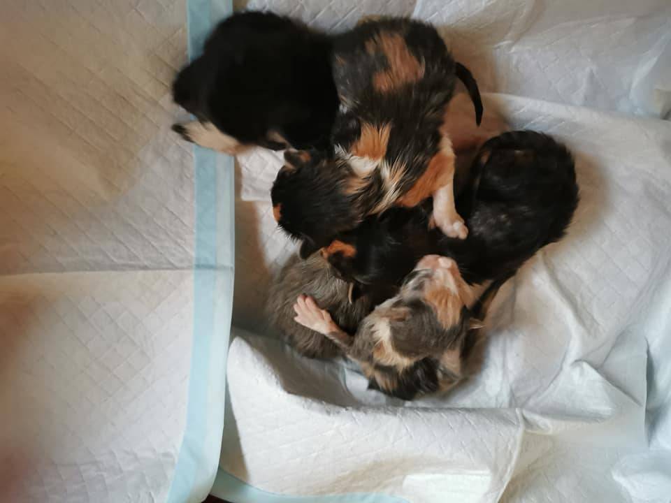 La-chatterie-de-la-plaine-de-nay-Benejacq9