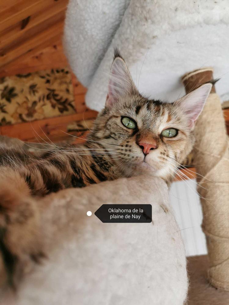 La-chatterie-de-la-plaine-de-nay-Benejacq3