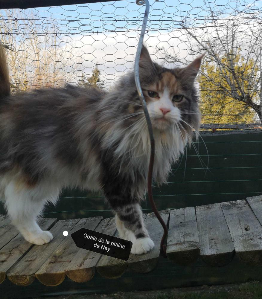 La-chatterie-de-la-plaine-de-nay-Benejacq5