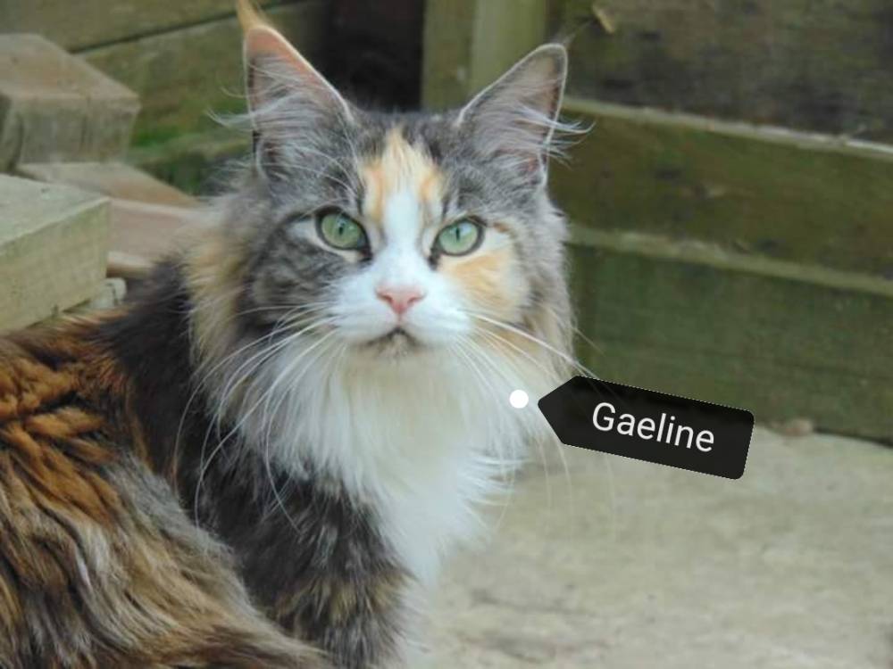 La-chatterie-de-la-plaine-de-nay-Benejacq3